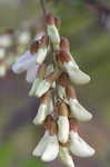 Black locust